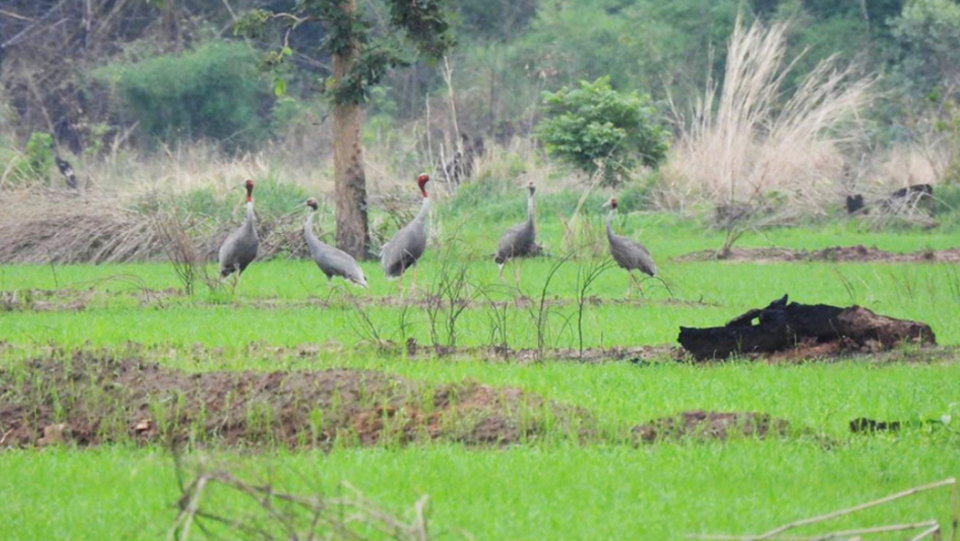 អង្គការ NatureLife រកឃើញកូនសត្វក្រៀលដ៏កម្រ បានបង្កកំណើតដោយជោគជ័យនៅដែនជម្រកសត្វព្រៃលំផាត់ ខេត្តមណ្ឌលគិរី ប្រទេសកម្ពុជា